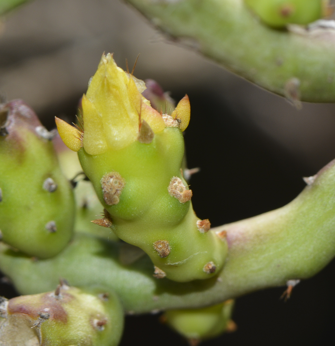 Изображение особи Cylindropuntia leptocaulis.