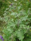 Arctium palladinii