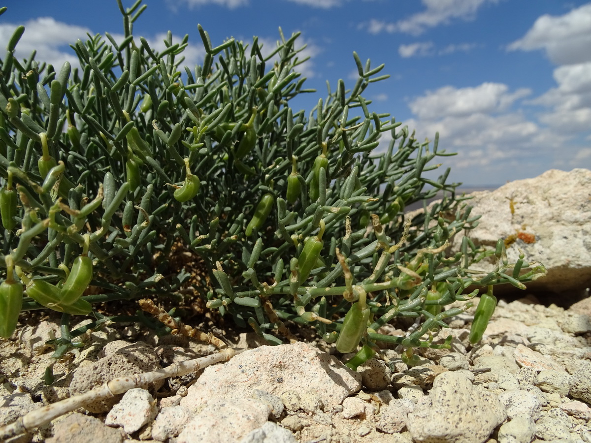 Изображение особи Zygophyllum turcomanicum.