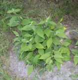 Callicarpa bodinieri