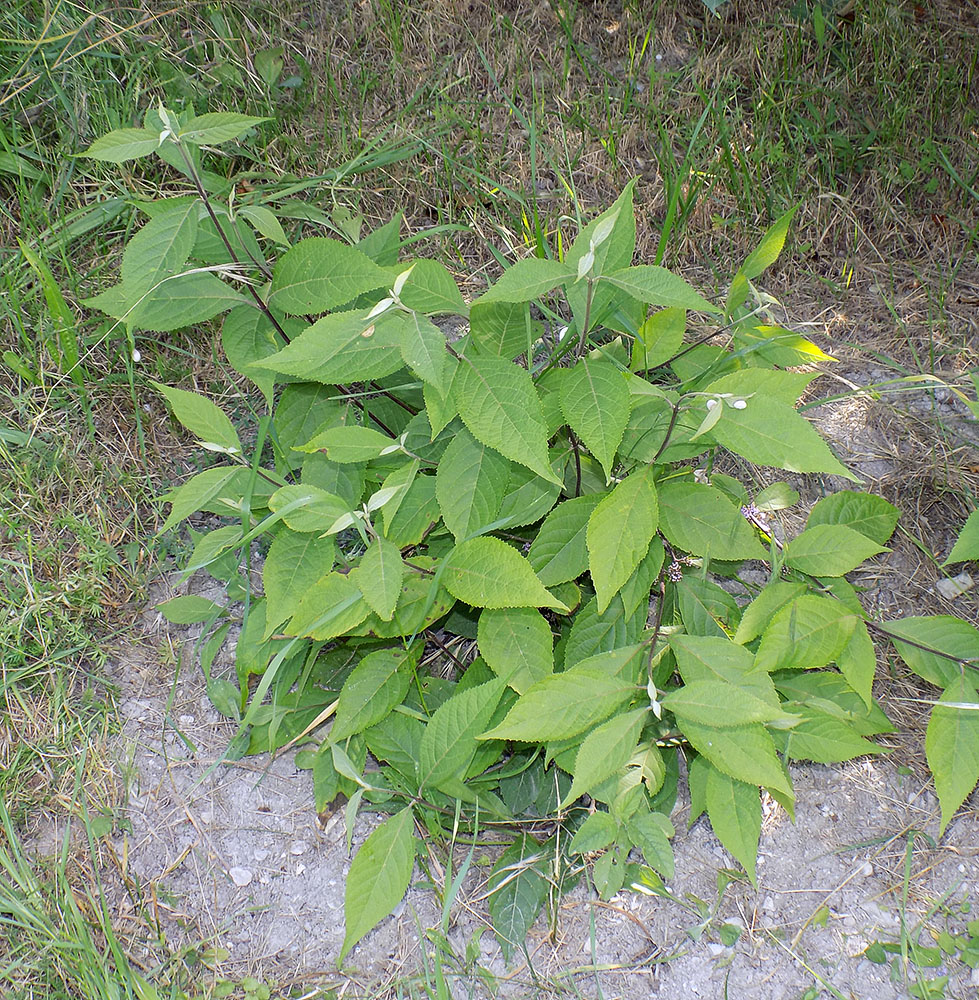 Image of Callicarpa bodinieri specimen.