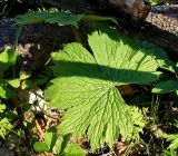 Aconitum septentrionale