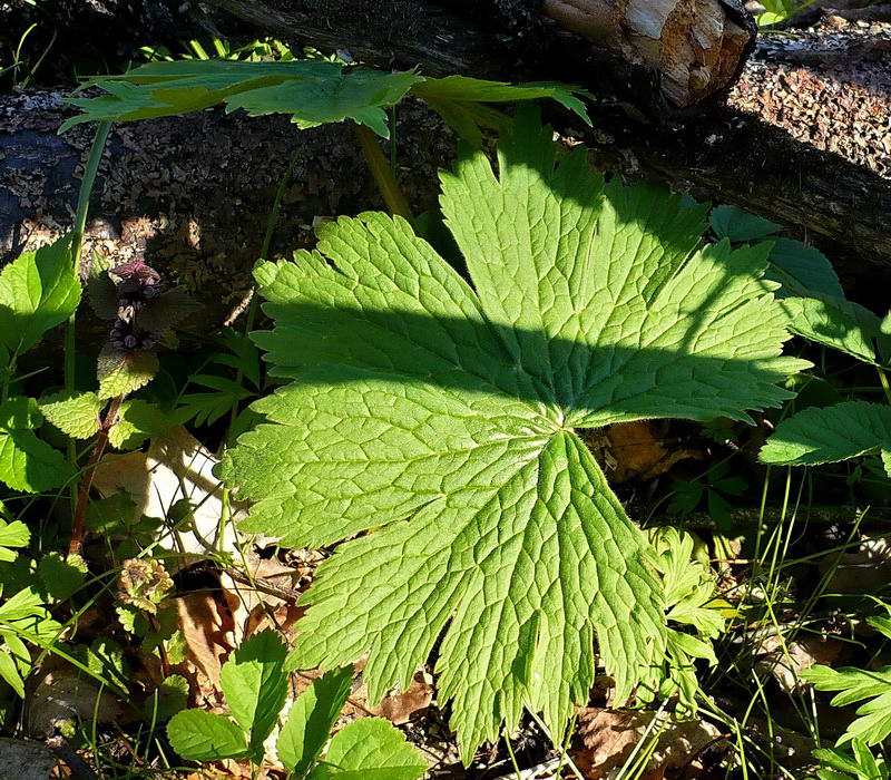 Изображение особи Aconitum septentrionale.