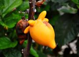 Solanum mammosum. Плод. Малайзия, о-в Пенанг, г. Джорджтаун, в культуре. 07.05.2017.