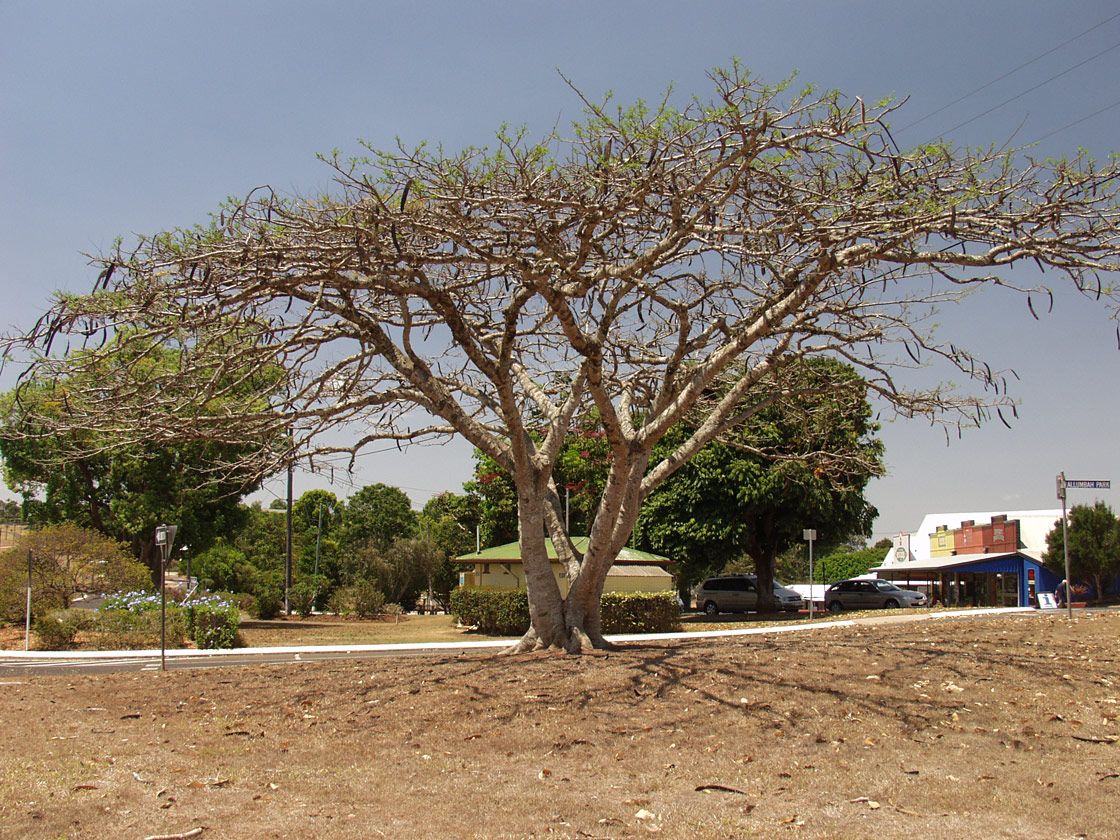 Image of Delonix regia specimen.