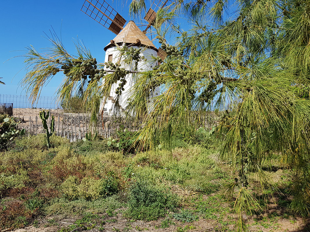 Изображение особи Casuarina equisetifolia.