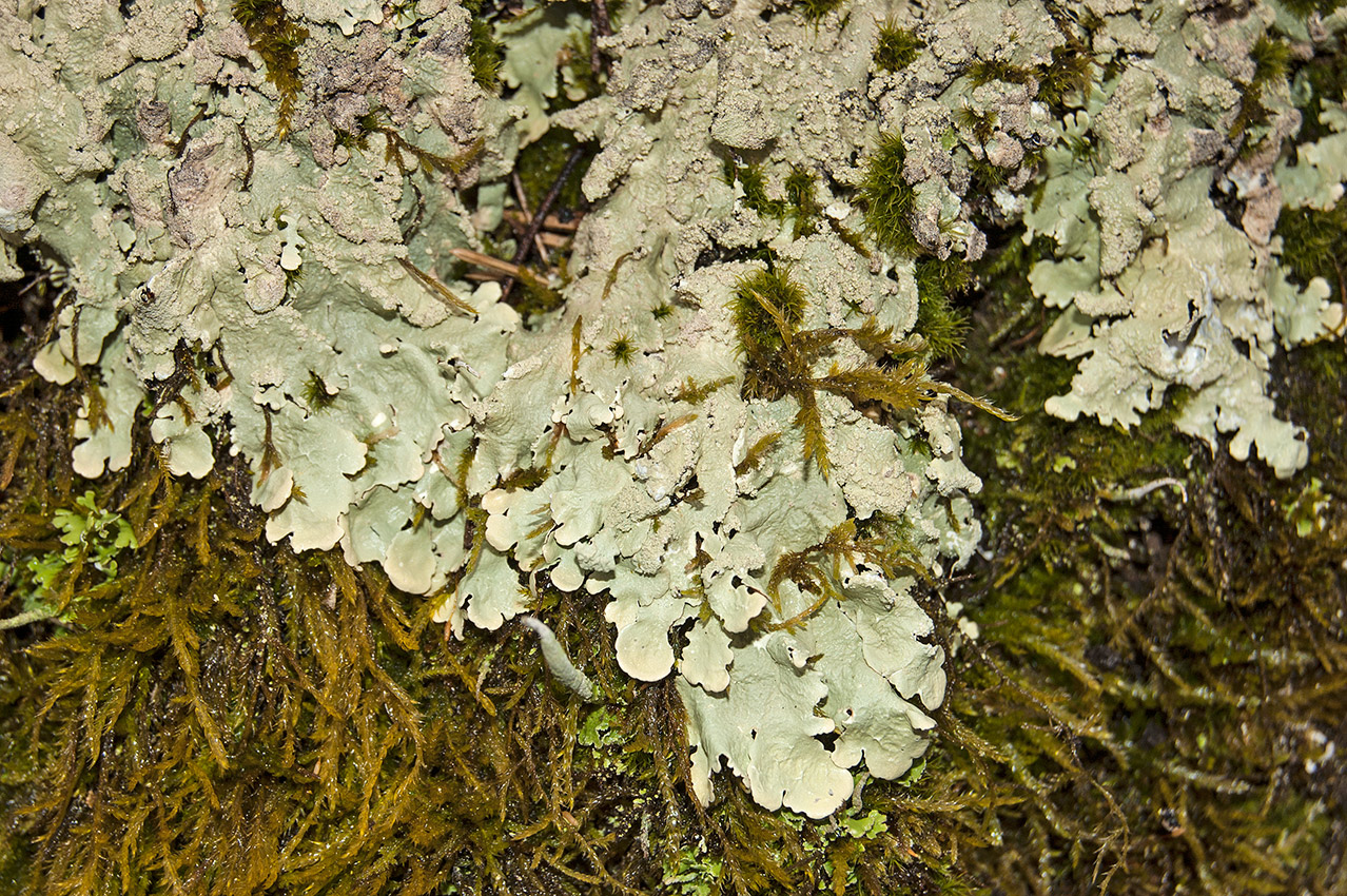 Image of Flavoparmelia caperata specimen.