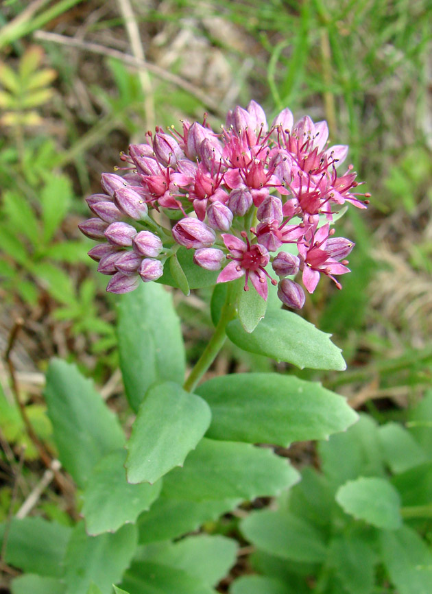 Изображение особи Hylotelephium triphyllum.