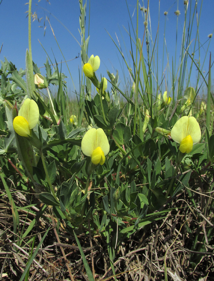 Image of Lotus maritimus specimen.