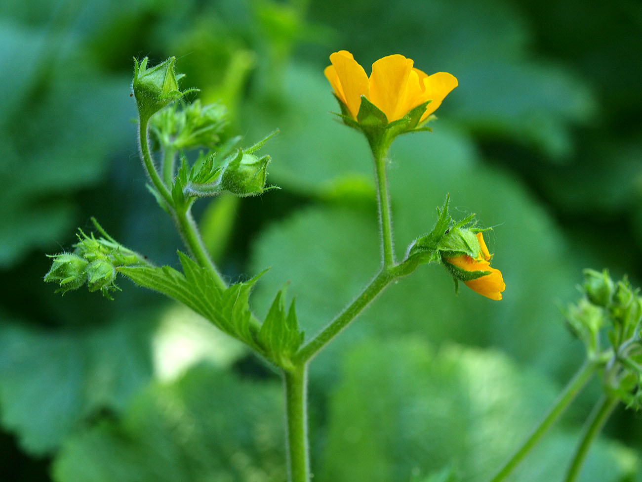 Изображение особи Woronowia speciosa.