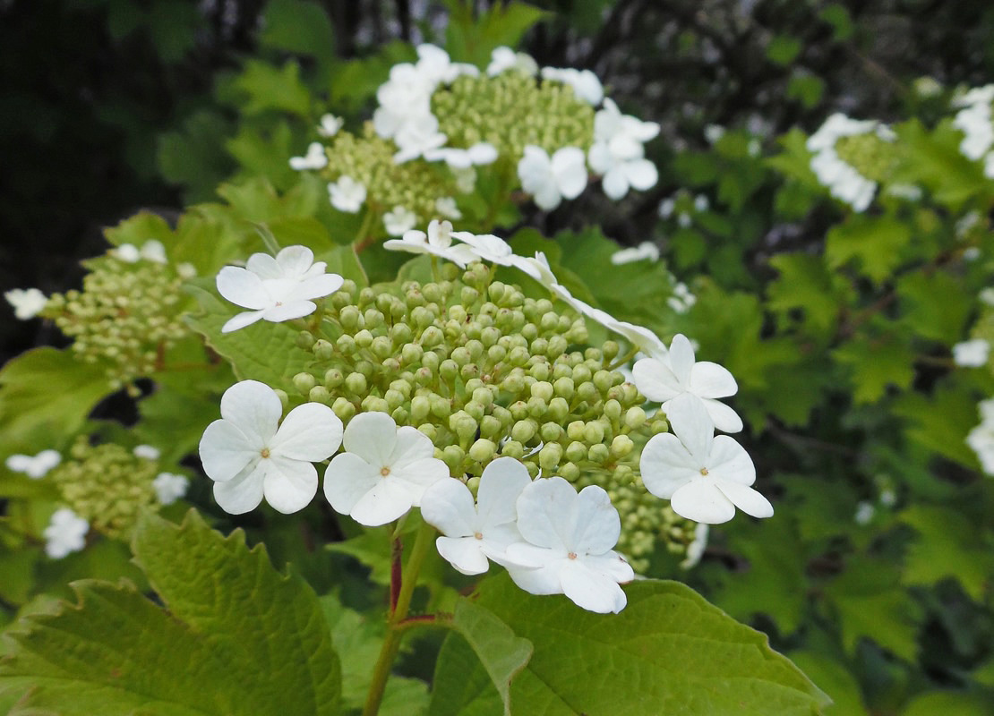 Image of Viburnum opulus specimen.