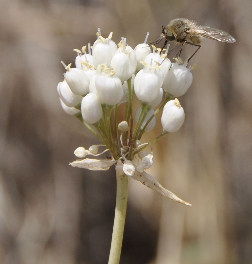 Изображение особи род Allium.