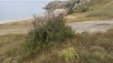genus Crataegus. Плодоносящее растение. Крым, Керченский п-ов, Приазовье, Генеральские пляжи, петрофитная степь на приморском склоне. 16.06.2018.