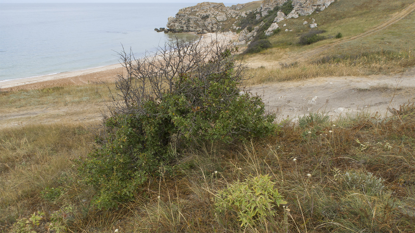 Изображение особи род Crataegus.