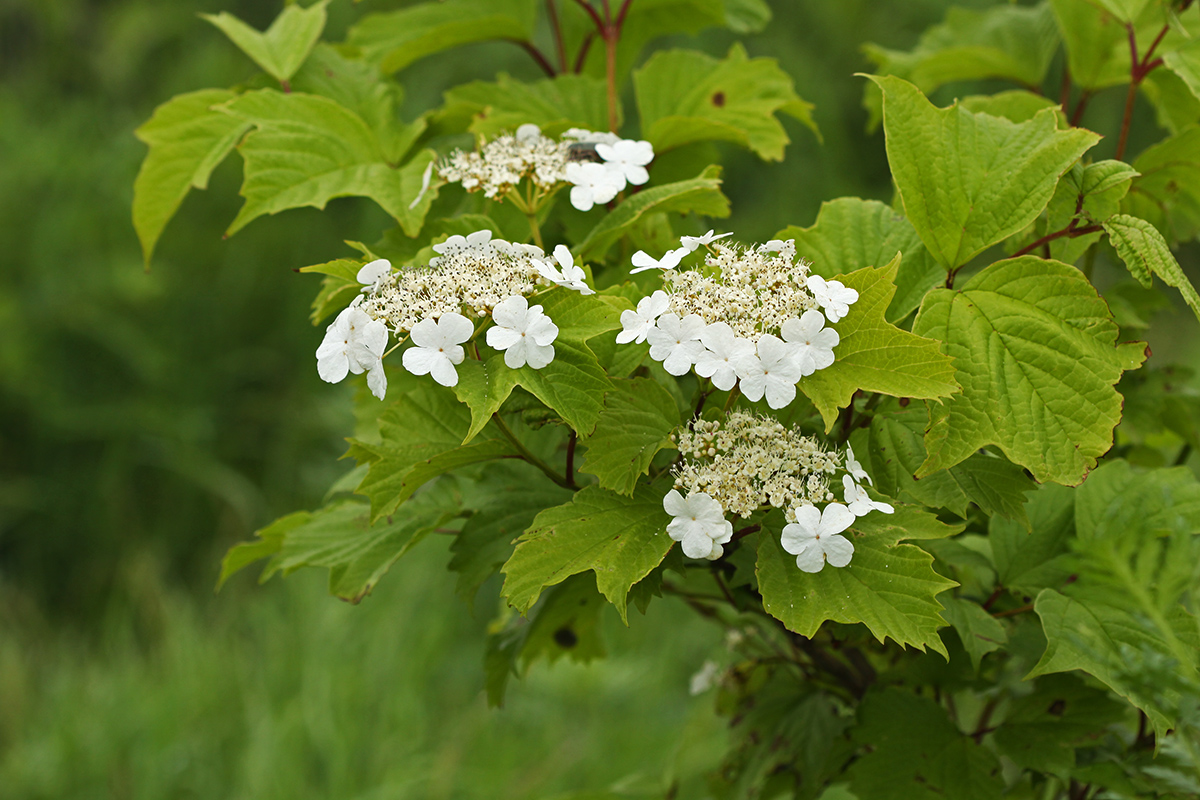 Изображение особи Viburnum sargentii.