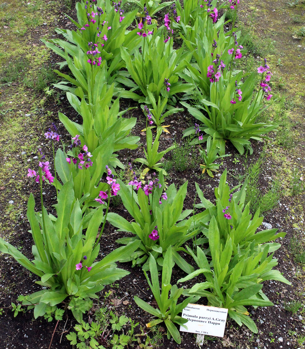 Image of Primula parryi specimen.
