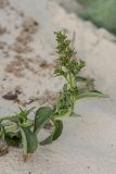 Scrophularia umbrosa. Верхушка плодоносящего растения. Ростовская обл., Верхнедонской р-н, окр. хут. Солонцовский, долина р. Песковатка, песчаный берег. 30.06.2018.