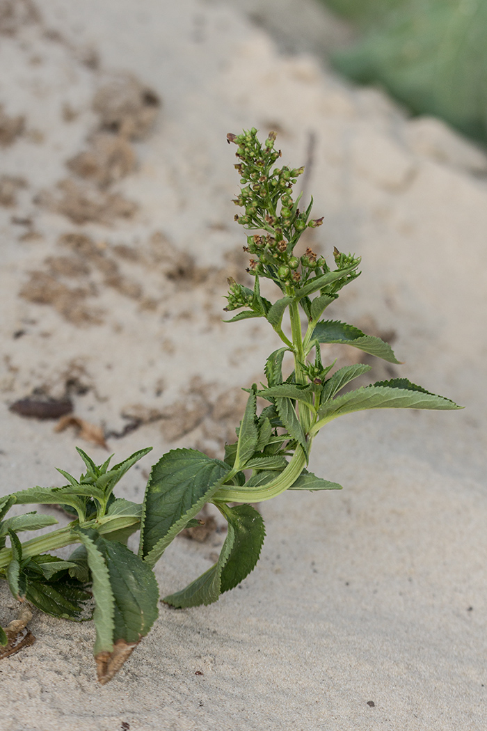 Image of Scrophularia umbrosa specimen.