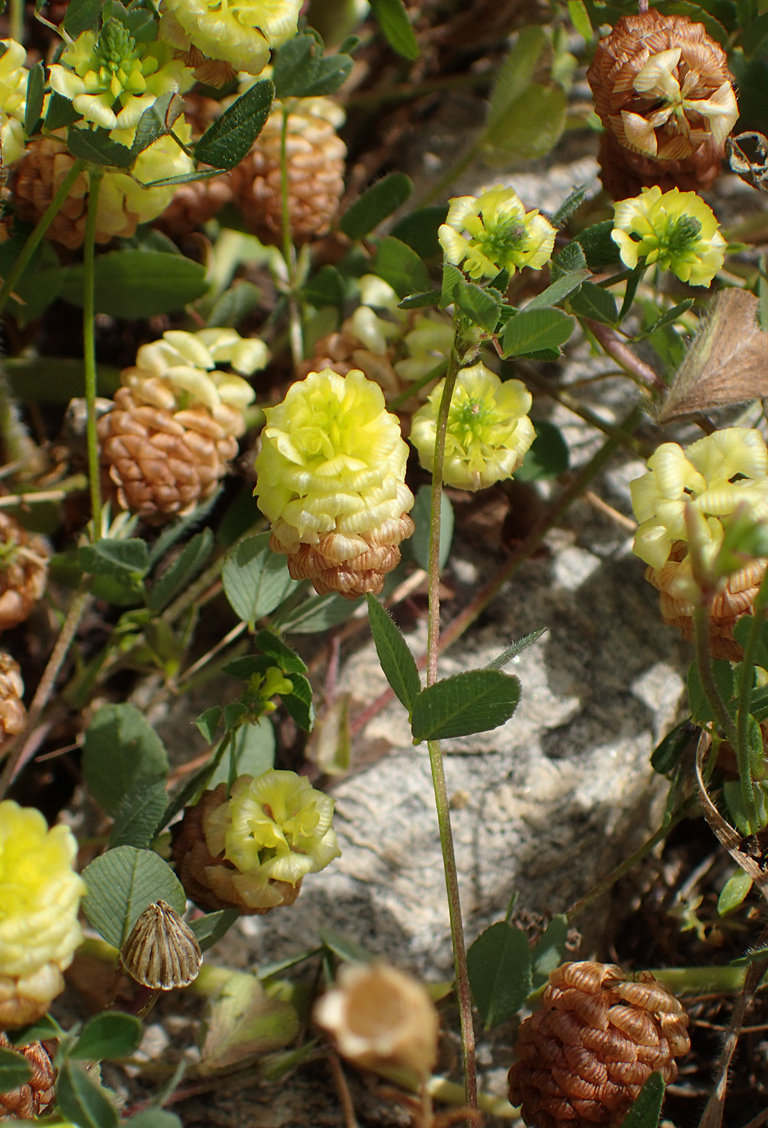 Image of Trifolium campestre specimen.