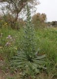 Echium biebersteinii