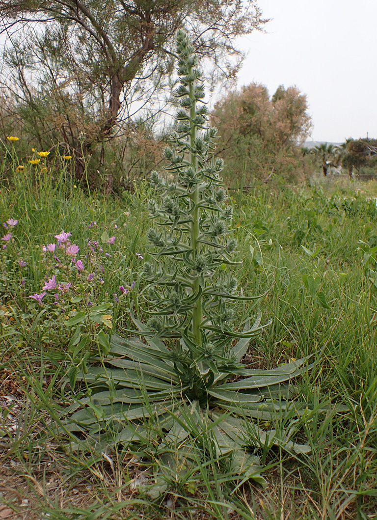 Image of Echium biebersteinii specimen.