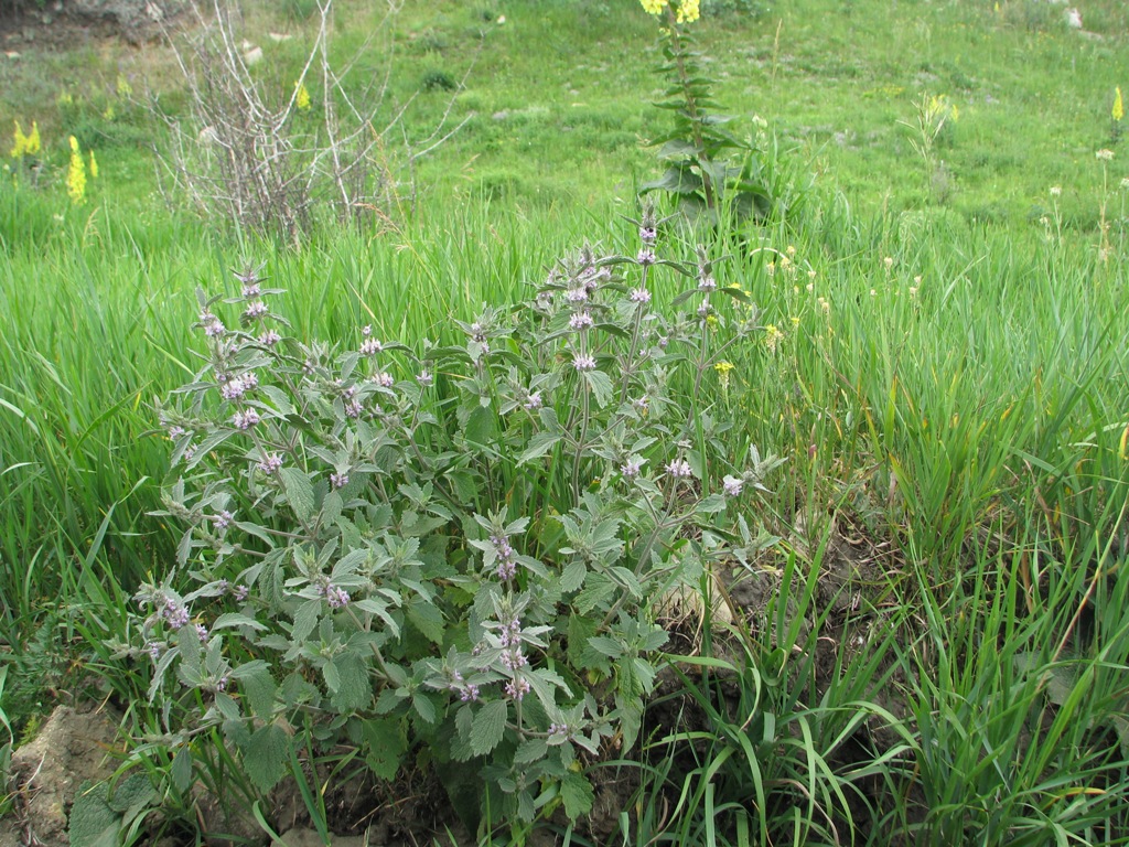 Изображение особи Marrubium leonuroides.