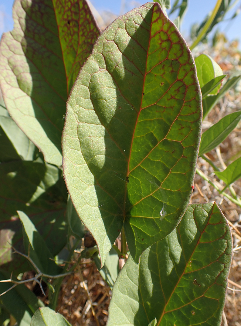 Image of Convolvulus arvensis specimen.