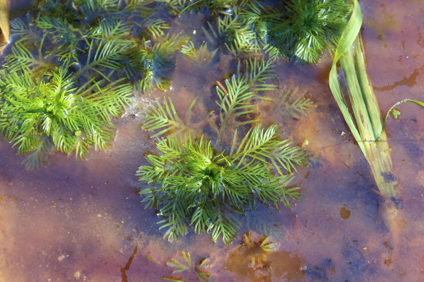 Image of Hottonia palustris specimen.