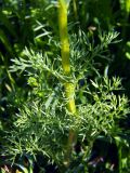 Tripleurospermum disciforme