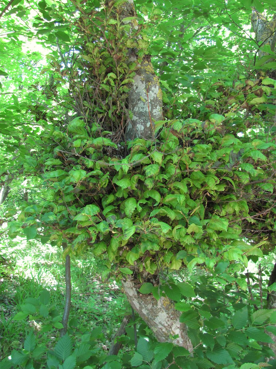 Изображение особи Carpinus betulus.