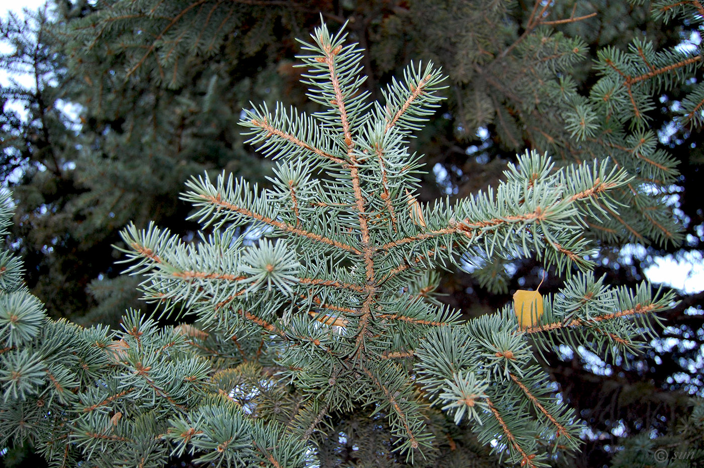 Image of Picea pungens specimen.