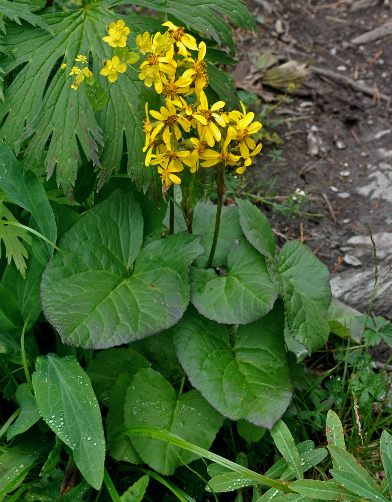 Image of Ligularia sibirica specimen.