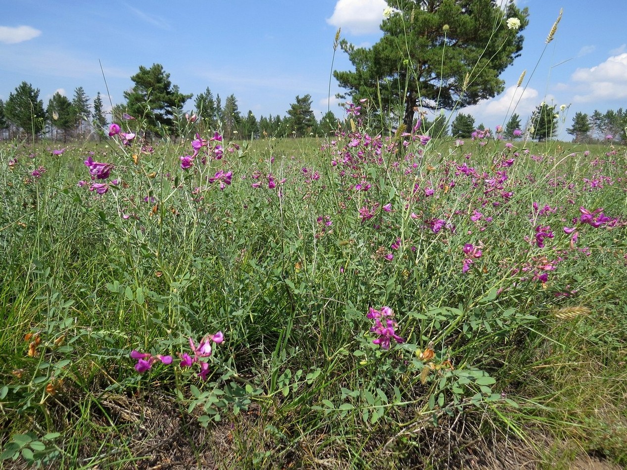 Изображение особи Hedysarum fruticosum.