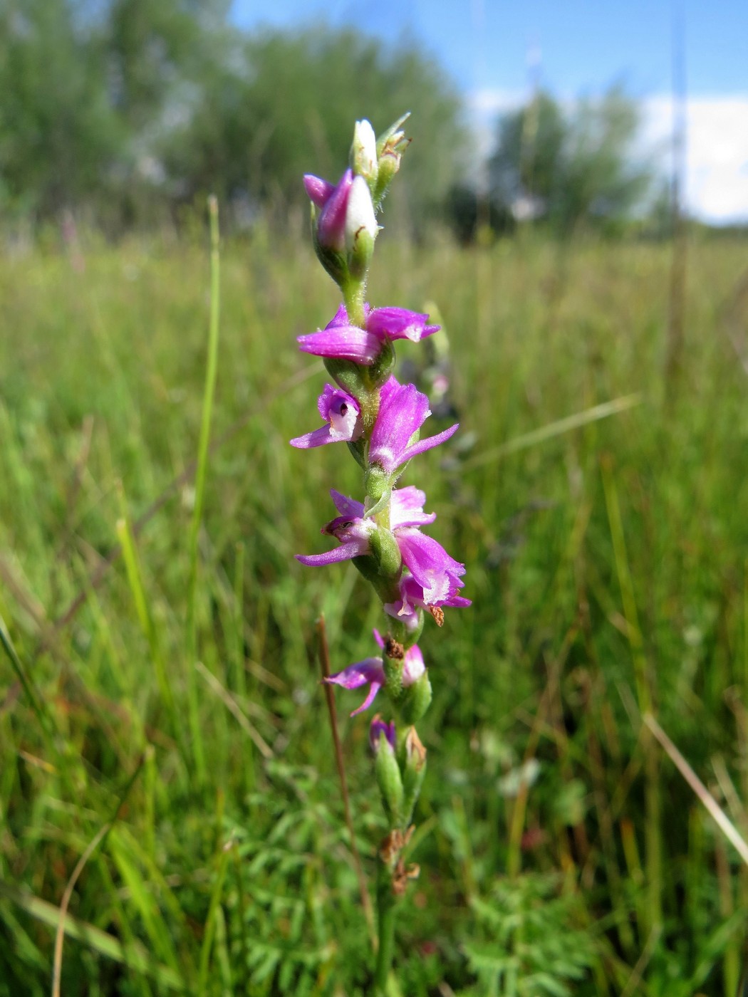 Image of Spiranthes australis specimen.