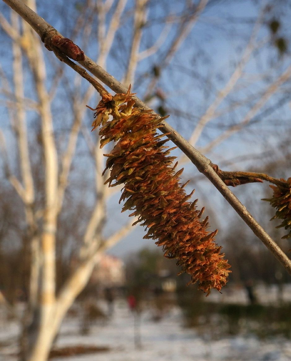 Изображение особи Betula papyrifera.