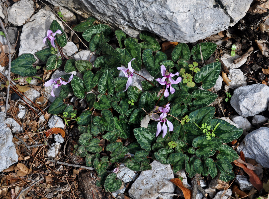 Image of Cyclamen persicum specimen.