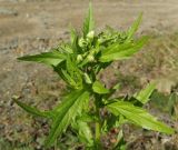 Erigeron annuus. Верхушка зацветающего растения. Кабардино-Балкария, Зольский р-н, долина р. Гедмышх, обочина дороги. 17.09.2018.