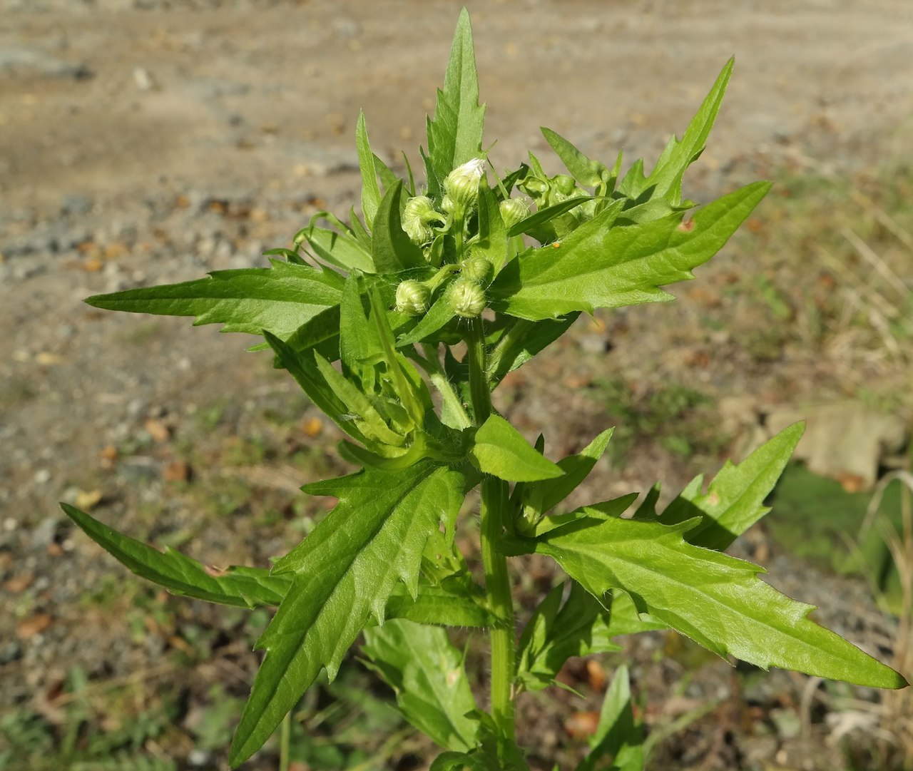 Image of Erigeron annuus specimen.