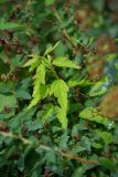 Spiraea chamaedryfolia. Побег. Кировская обл., г. Киров, Ботанический сад Вятского государственного университета, в культуре. 07.07.2018.