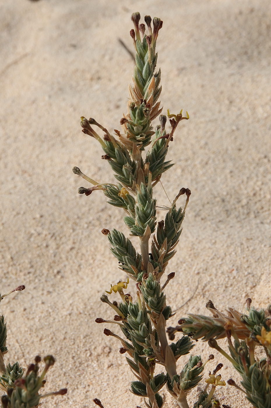 Image of Crucianella maritima specimen.