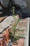 Achillea millefolium