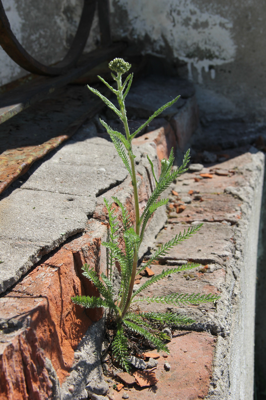 Image of Achillea millefolium specimen.