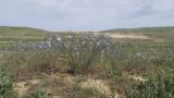 Linum austriacum. Цветущие растения. Крым, Керченский п-ов, Приазовье, Осовинская степь, галофитный луг на периферии сопочного поля грязевого вулкана. 01.05.2019.