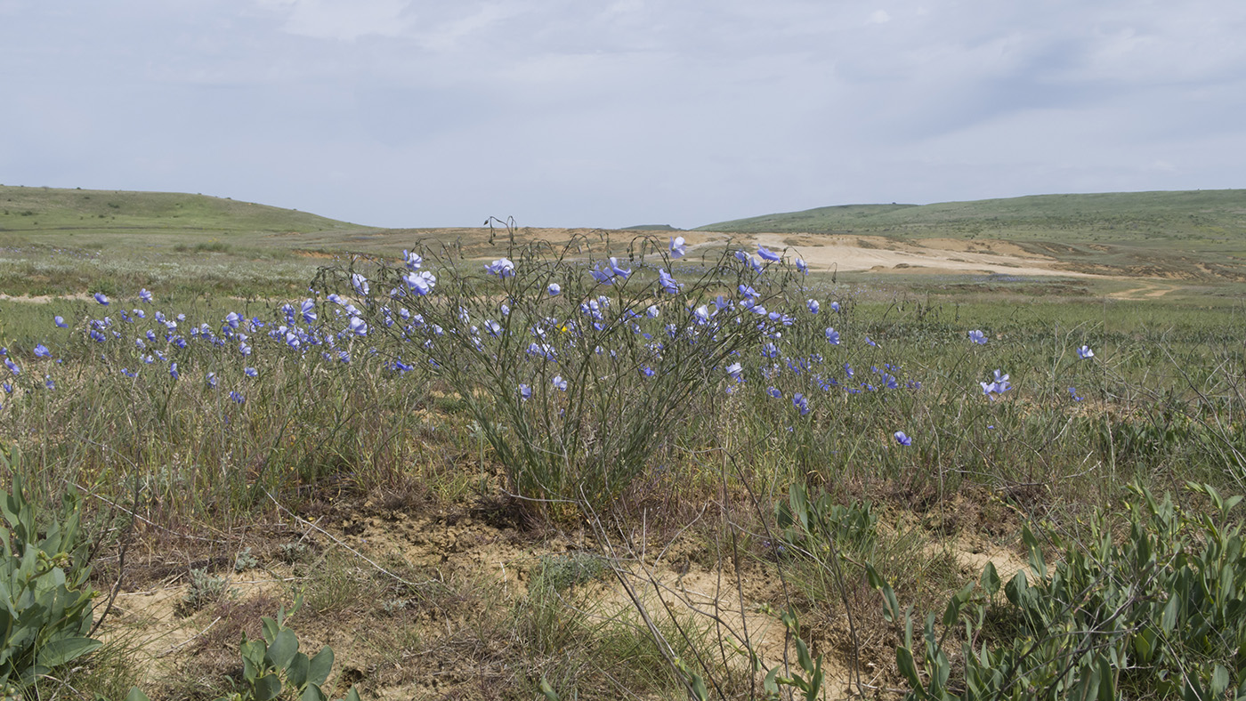 Изображение особи Linum austriacum.