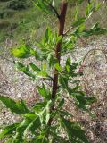 Cirsium setosum. Стебель с листьями. Крым, Севастополь, окр. ст. Инкерман-2. 7 июля 2010 г.