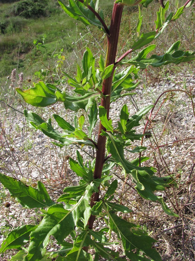 Image of Cirsium setosum specimen.