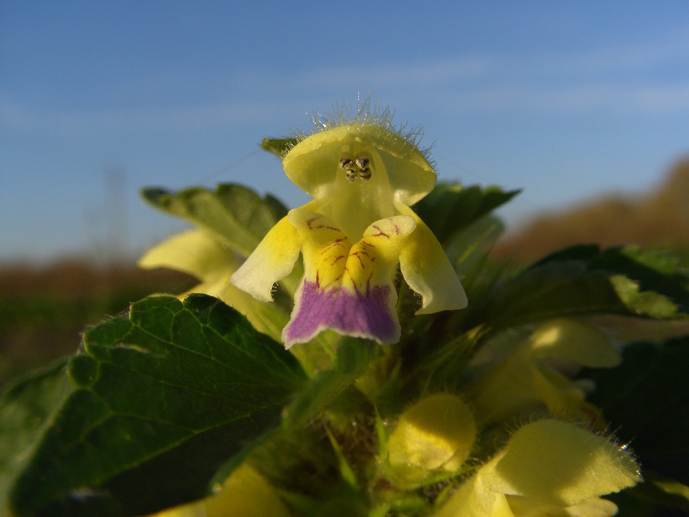 Изображение особи Galeopsis speciosa.