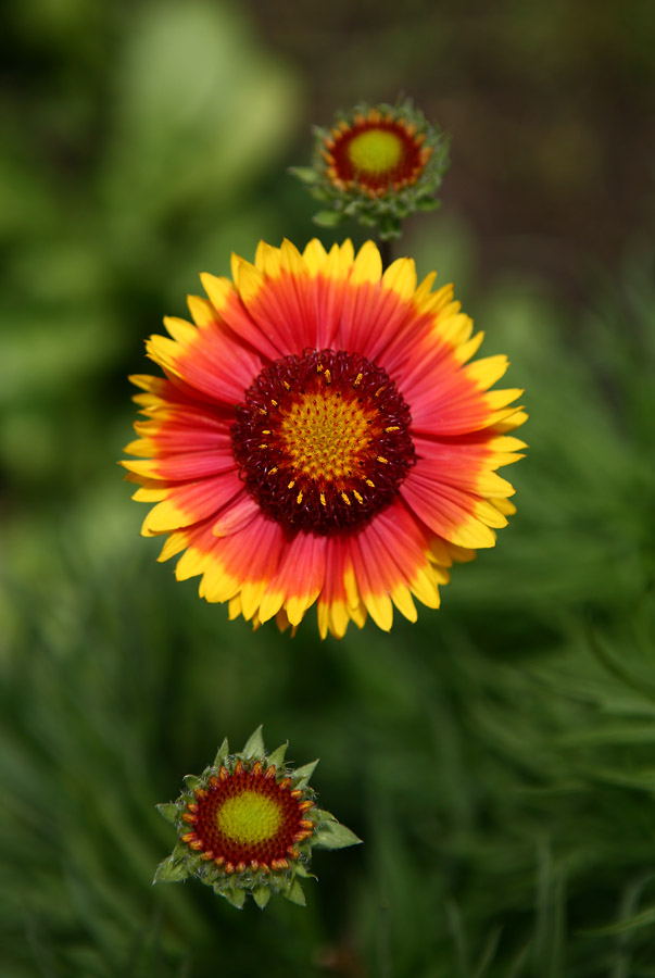 Image of Gaillardia aristata specimen.