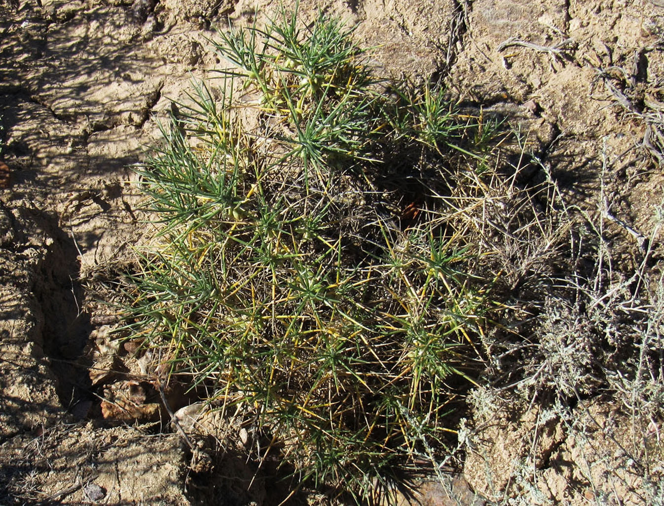 Image of Astragalus unijugus specimen.