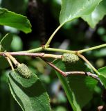 Alnus orientalis. Часть побега с незрелыми соплодиями. Республика Кипр, Троодос (Τρόοδος), ≈1600 м н.у.м., берег ручья. 06.07.2019.